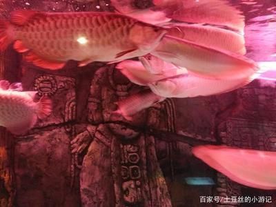 品牌金龍魚都有什么牌子：金龍魚品牌有哪些