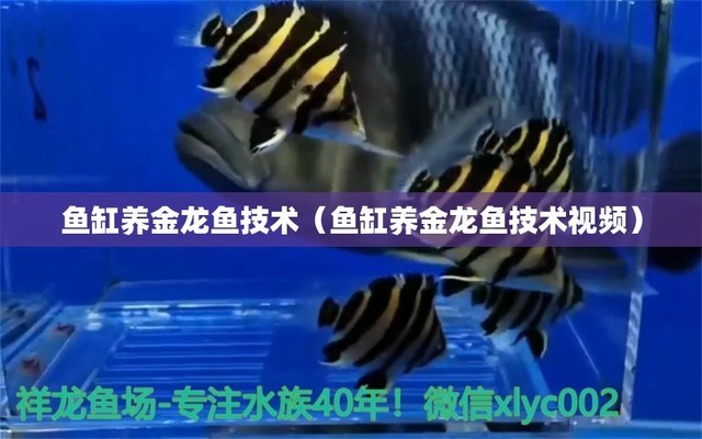 紅龍魚可以活幾年（紅龍魚可以活幾年壽命）