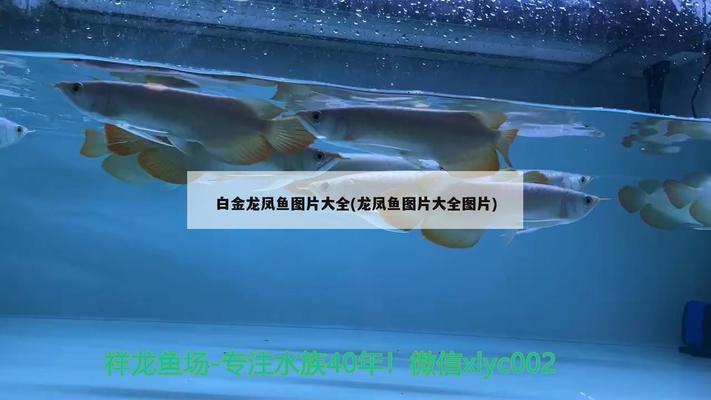 Exploring the Exotic World of <strong><mark>arowana</mark></strong> in Namwon: A Comprehensive Guide to Location, Distribution, Business Hours, and Products