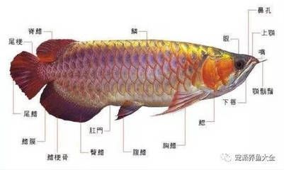 魚缸 慶大霉素藥效時(shí)間（魚缸慶大霉素用量） 稀有金龍魚