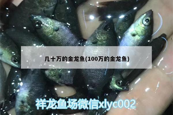 紅魔王銀版魚價格趨勢：紅魔王銀版魚價格趨勢分析紅魔王銀版魚價格趨勢