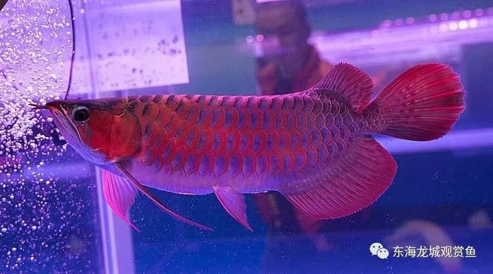 海象魚：海象魚和巨骨舌魚的區(qū)別