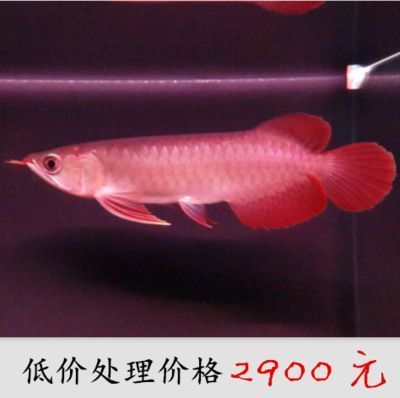 玉雕金龍魚：玉雕金龍魚圖片