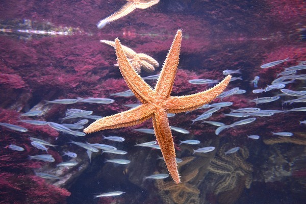 普通魚缸怎么過濾魚便（普通魚缸怎么過濾魚便便）