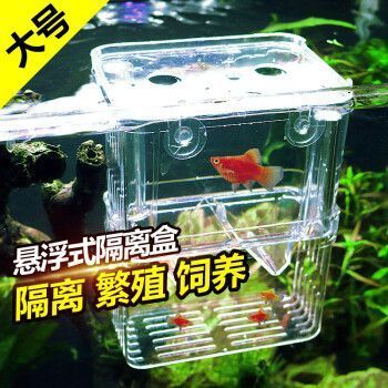 幽靈火箭魚飲食習慣：幽靈火箭魚水質(zhì)管理方法幽靈火箭魚飼養(yǎng)常見問題 其他寵物 第3張