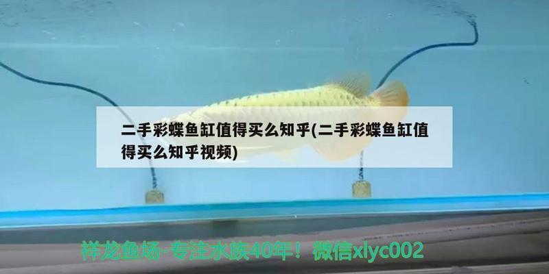 龍魚喂飼料好消化嗎（龍魚喂飼料好消化嗎視頻）