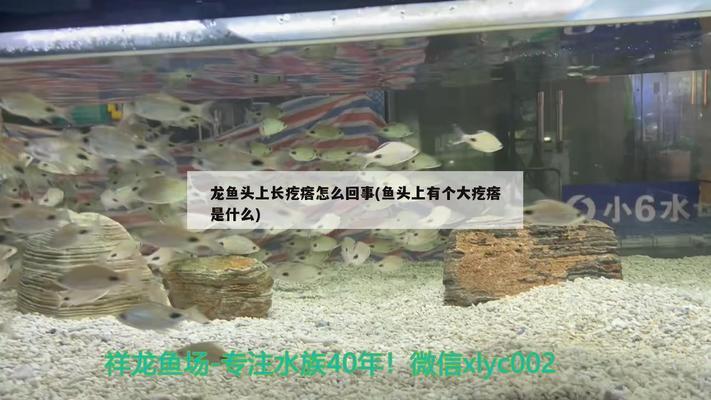 魚缸造景效果圖簡(jiǎn)單又漂亮(魚缸造景圖片欣賞)