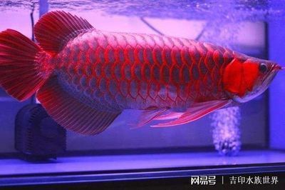 皇冠魚(yú)能和龍魚(yú)混養(yǎng)嗎圖片  照明器材