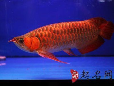 白化巴西龜（白巴）（白化巴西龜?shù)娘曫B(yǎng)技巧） 魚缸百科