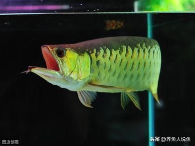 自制魚缸換氣視頻教程下載（自制魚缸換氣視頻教程下載安裝）