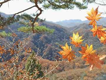 紅龍魚蒙眼嚴重怎么辦視頻（紅龍魚蒙眼嚴重怎么辦視頻講解）