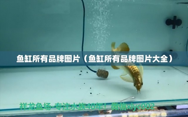 河源鱘龍魚魚生產(chǎn)廠家電話（河源鱘龍魚魚生產(chǎn)廠家電話號碼） 祥龍水族醫(yī)院