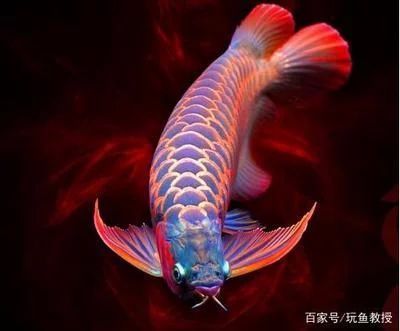 古典過背金龍魚的特點(diǎn)是什么（古典過背金龍魚的飼養(yǎng)技巧如何鑒別古典過背金龍魚的價(jià)格） 龍魚百科