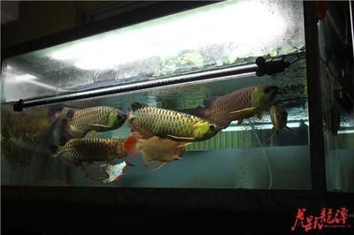 jardini <strong><mark>arowana</mark></strong>Little Red <strong><mark>arowana</mark></strong> Pictures Girls Day Exclusive Benefits Nitrobacteria Waiting for Yo