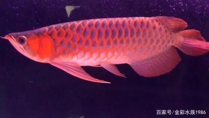 孝感水族批發(fā)市場在哪里啊電話（孝感水族批發(fā)市場在哪里啊電話號碼） 觀賞魚水族批發(fā)市場