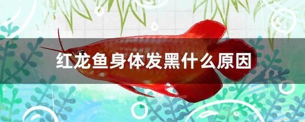 重慶魚嘟嘟水族有限責(zé)任公司（魚嘟嘟加盟）