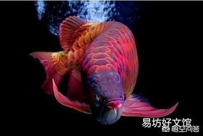 南陽魚缸批發(fā)市場 水族問答 第2張