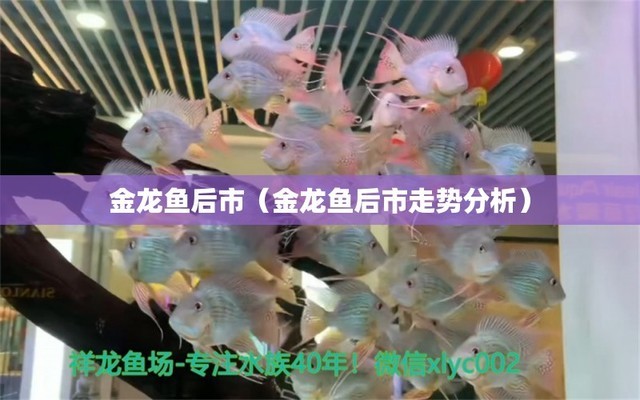 白銀龍魚(yú)圖片高清壁紙(白銀龍魚(yú)圖片高清壁紙大全)