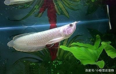 龍魚價(jià)格：金龍魚價(jià)格