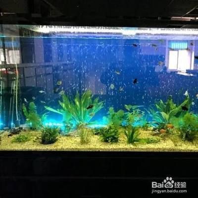 洛陽市吉利區(qū)鄧貴州水族壁畫店