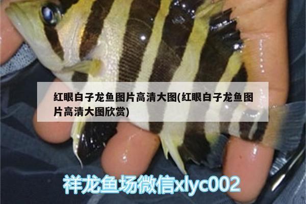 印尼大湖紅龍魚視頻介紹（印尼大湖紅龍魚視頻介紹大全）