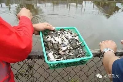 天津買魚缸去哪里買比較好  一眉道人魚苗