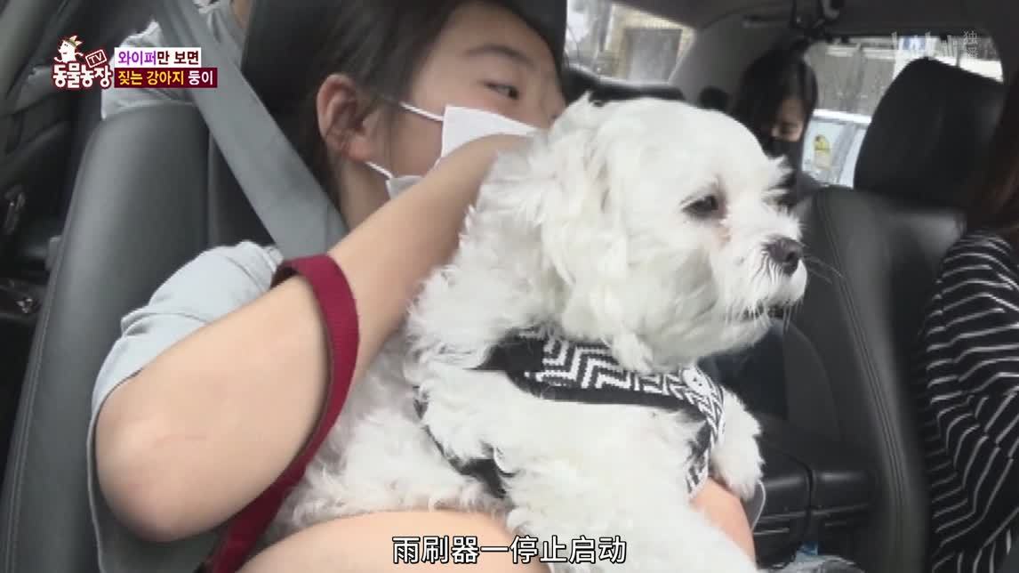 动物农场2020 乘车异常的狗狗