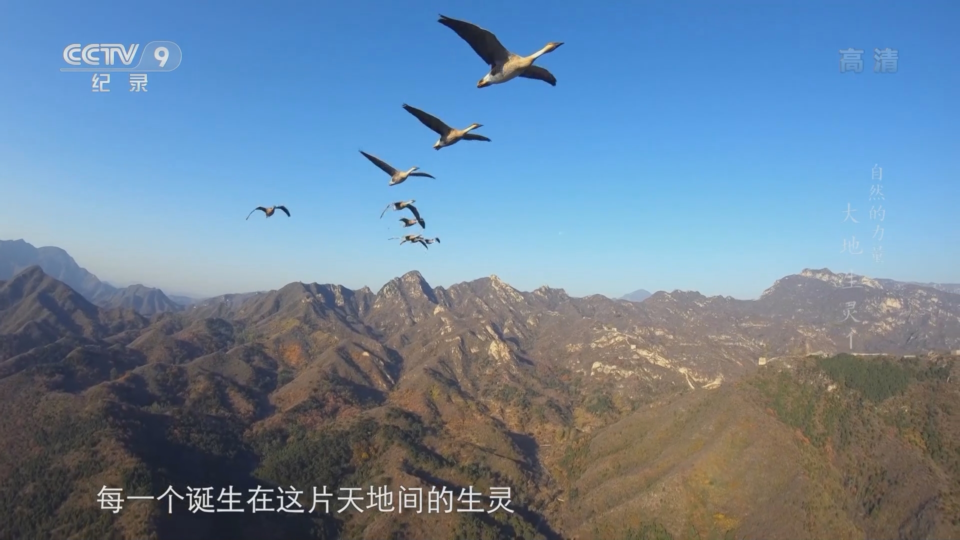 《自然的力量·大地生灵》 第1集 驰骋天地间