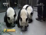 中国财经报道 《中国财经报道》 20170826 幸福的“胖哒”