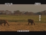 自然传奇 《自然传奇》 20140428 艰难生存