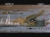动物世界 《动物世界》 20140918 冷血动物王国（二）