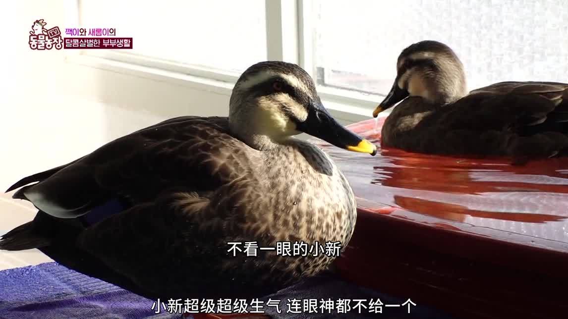 扁嘴鸭夫妇的日常