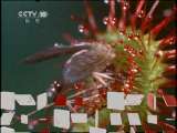 自然传奇 自然刺客之美丽陷阱 自然传奇 20110414