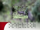 动物世界 《动物世界》 20180402 情满大草原（二）