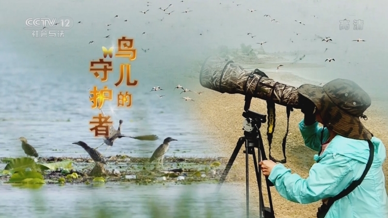道德观察 《道德观察(日播版)》 20220429 鸟儿的守护者