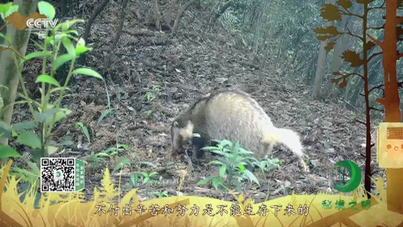 《秘境之眼》 猪獾 20211225