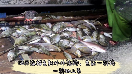 南澳岛赶海日记 休渔期刚过彪哥就直奔外海，渔获一群接着一群上来，还有值钱石斑鱼，根本忙不过来