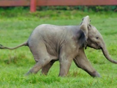 可爱的小崽子们第3集：冒险新世界