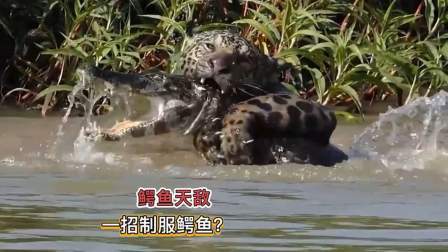 鳄鱼的天敌，一招就能制服鳄鱼，它是如何捕杀鳄鱼的