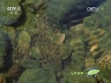 人与自然 《人与自然》 20150518 自然发现 蜻蜓