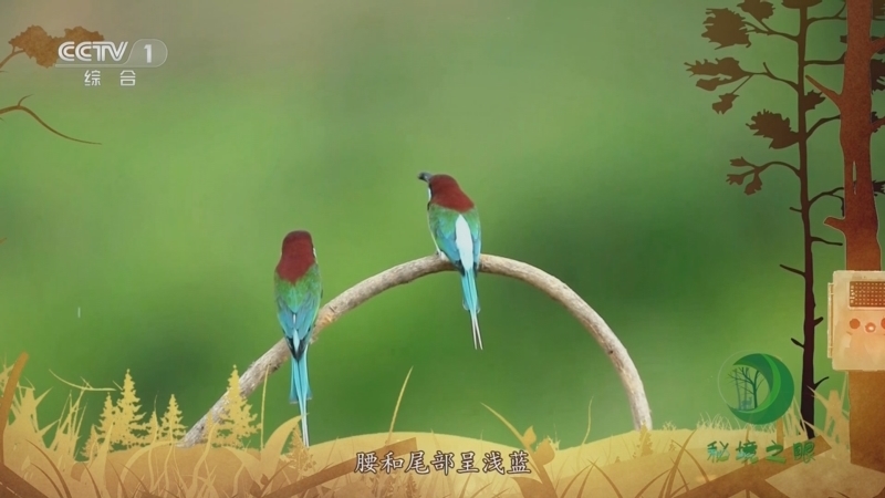 秘境之眼 《秘境之眼》 蓝喉蜂虎 20230701