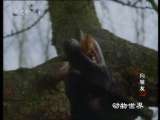 动物世界 动物世界 2010年 第182期