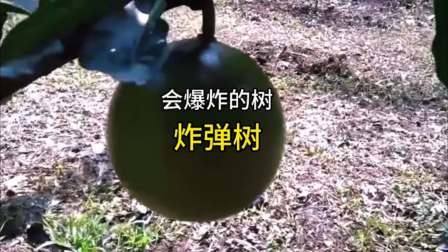 原始丛林树上结了炸弹果