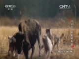动物世界 《动物世界》 20160425 顶级猎手的巅峰对决（四）