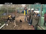 快乐体验 《快乐体验》 20150326 动物好伙伴