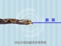 秒懂少儿乐学堂之爬行动物篇 网纹蟒如何捕食猎物？
