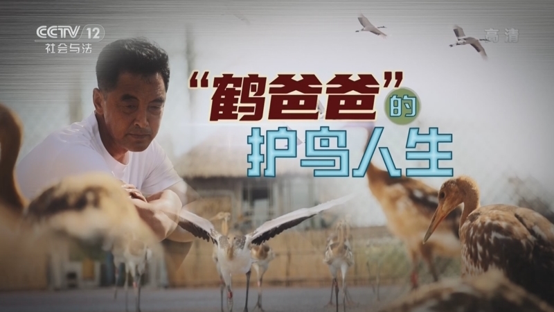 道德观察 《道德观察(日播版)》 20220829 “鹤爸爸”的护鸟人生