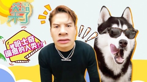 笑霸来了欢畅版 被哈士奇逼疯的人类