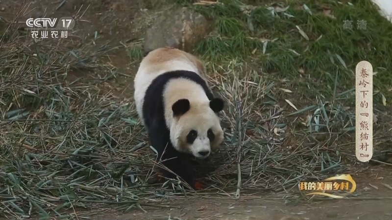 《我的美丽乡村》 20210429 秦岭下的“熊猫村”