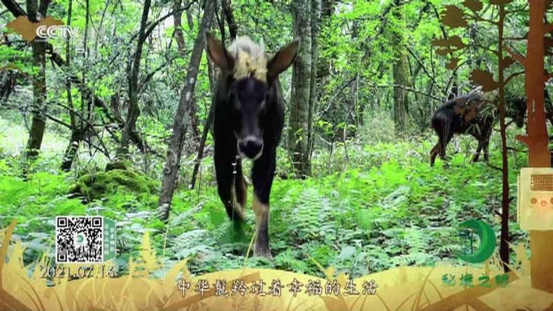 秘境之眼 《秘境之眼》 中华鬣羚 20221108
